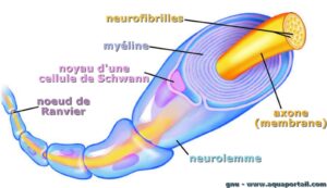 Schéma d'ogranisation d'un axone de nerf à myéline