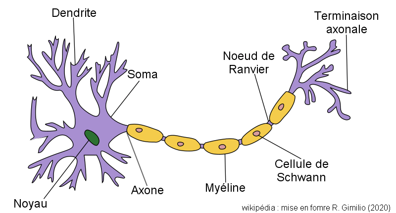 Schéma du neurone moteur